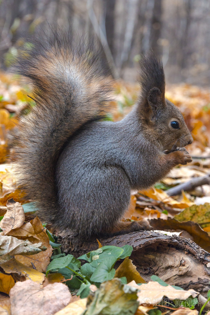 欧亚红松鼠