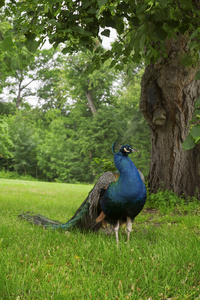 孔雀在绿色的花园