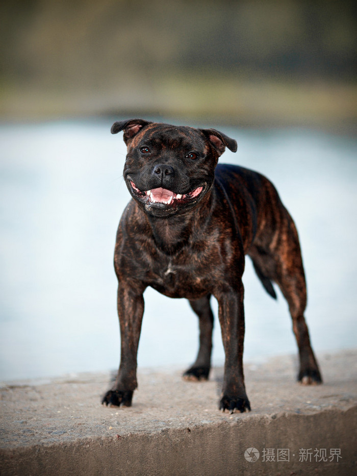 斯塔福郡斗牛犬