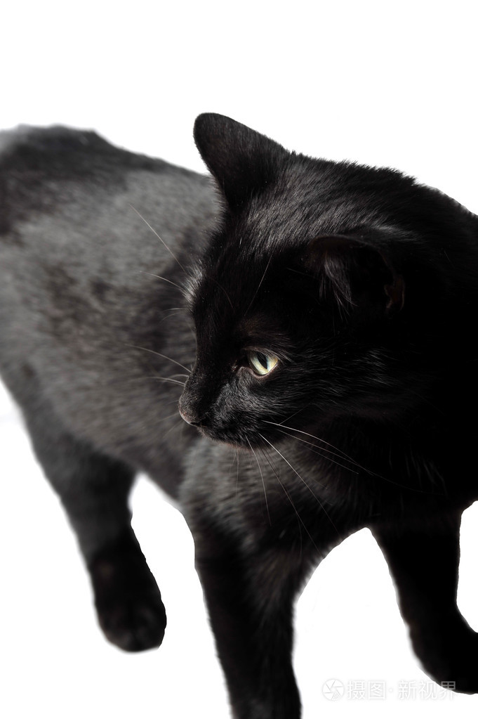 在工作室中的白色背景上的黑色母猫