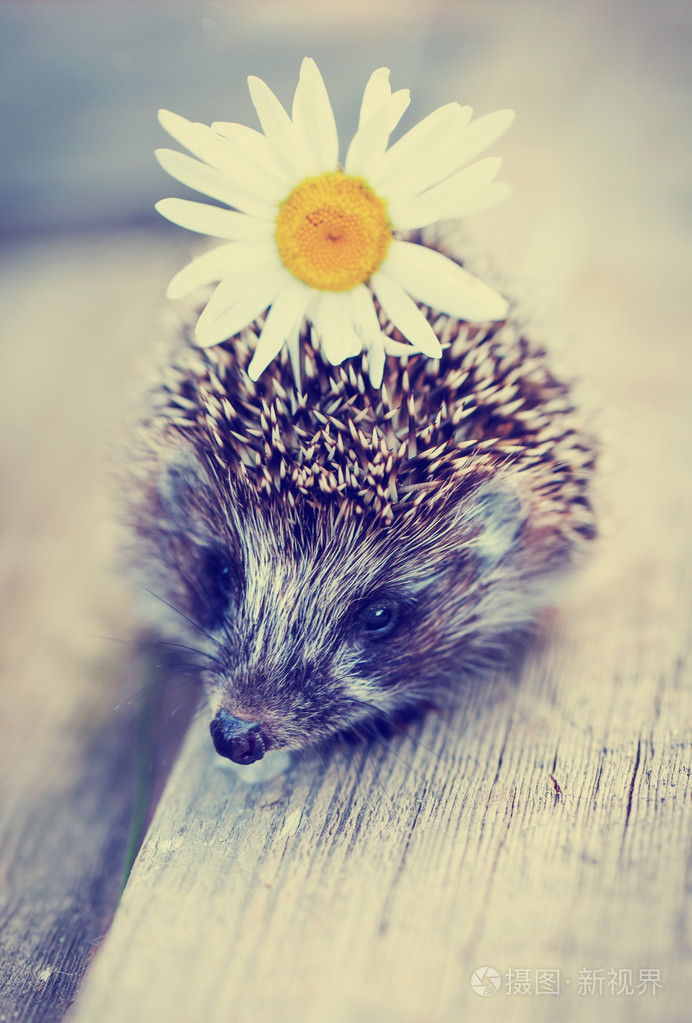 刺猬与朵雏菊花