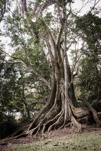 在喀拉拉邦的一棵大树