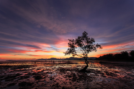 树枝在泰国普吉岛日落海滩的剪影