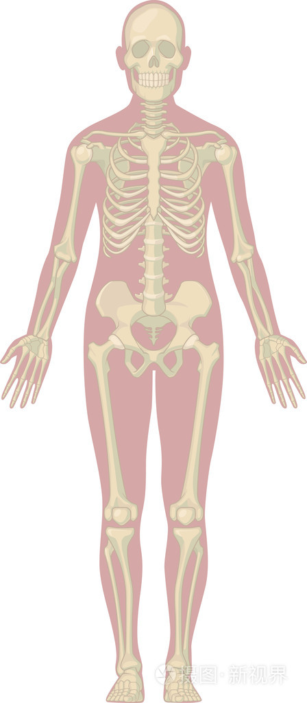 人体解剖学-骨架