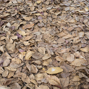 秋天的干树叶掉在地上