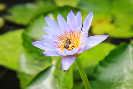 水池塘中的莲花