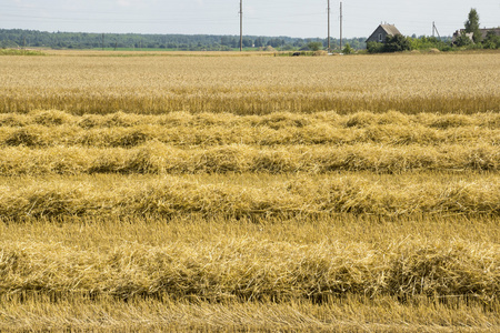 成熟的小麦场上农舍图片