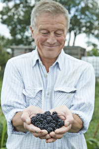 老人分配持有新鲜采摘黑莓