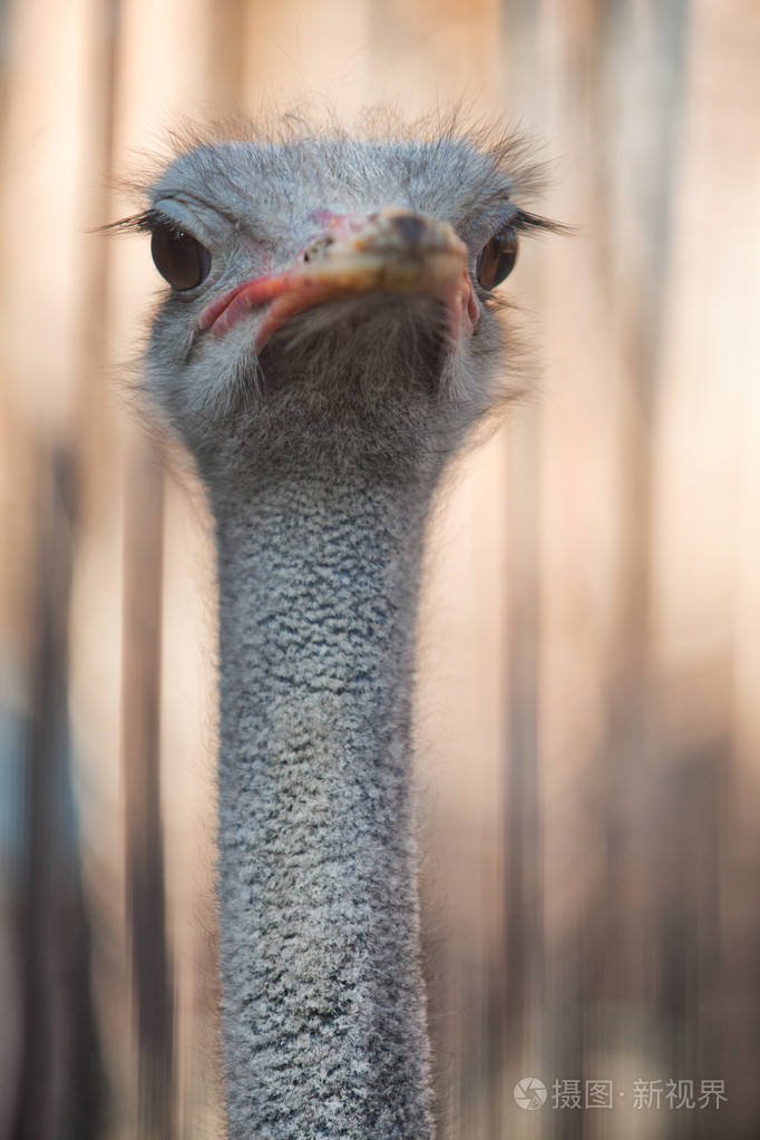 鸵鸟肖像