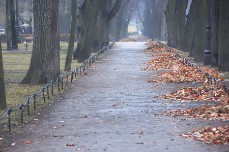 片秋色的公园，圣彼得堡俄罗斯