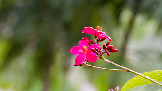 日本花园里的辣麻疯树 integerrima 花