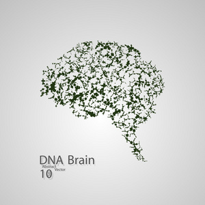 分子结构中脑的形式