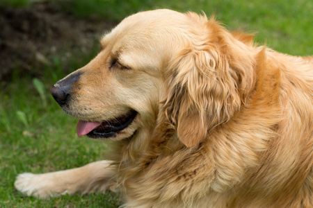 美丽的金毛猎犬的肖像