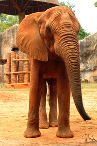 非洲大象的性质