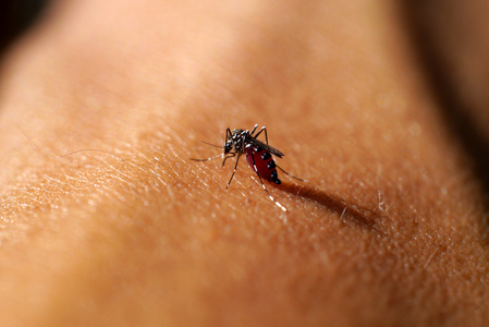 一只蚊子的特写镜头
