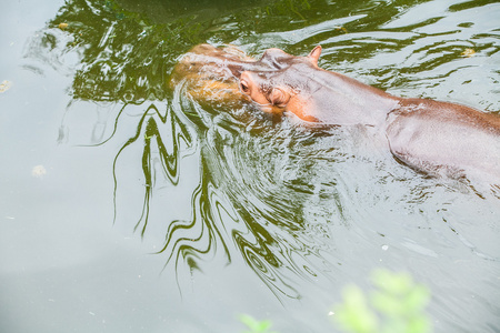 河马在泰国一家动物园里游泳