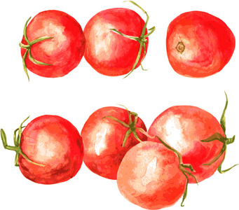 水彩绘画西红柿一套