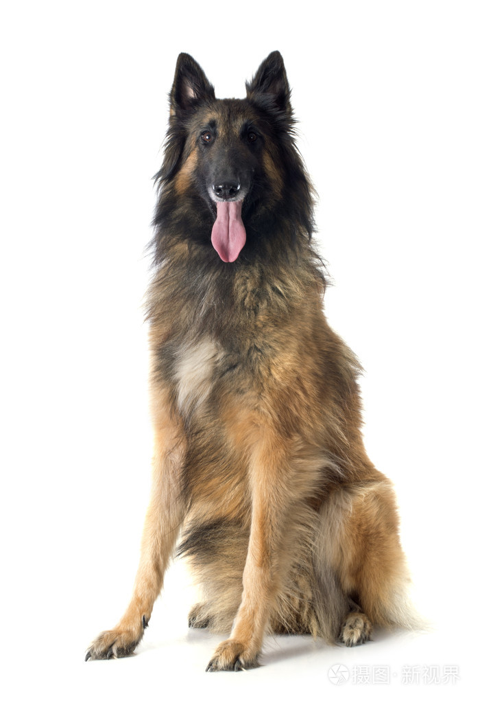 比利时牧羊犬 tervueren