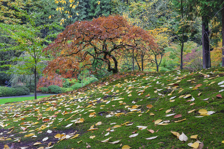 日本槭树在秋天的季节
