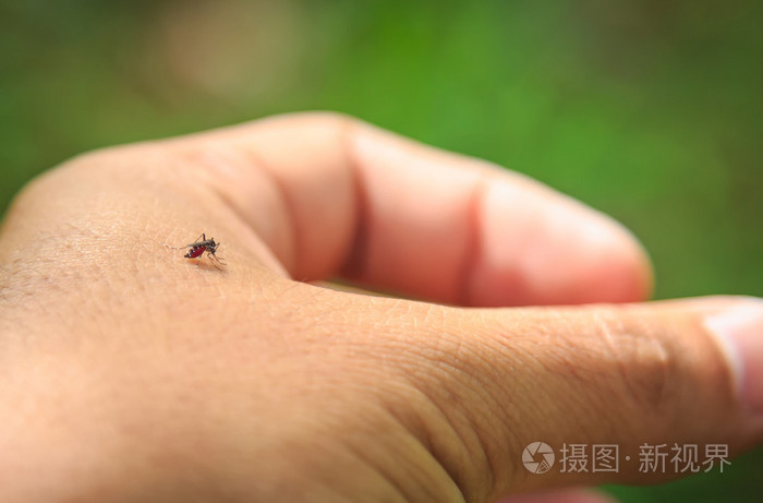 蚊子在咬手