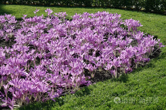 秋红花秋葵