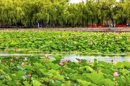 莲花花园颐和园北京，中国