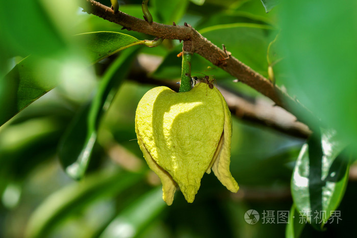 soursop或多刺的番荔枝树花