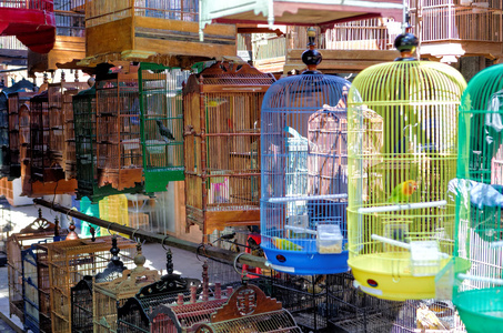 鸟笼出售鸟市场照片