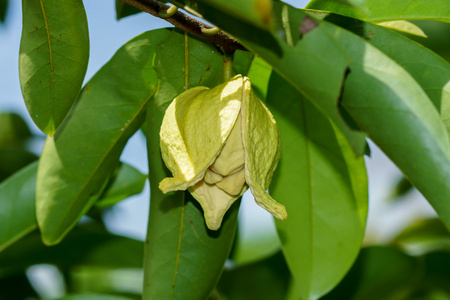 soursop 或多刺的番荔枝树花照片