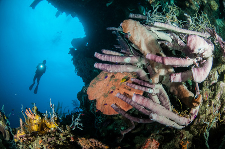 巨型海绵 Petrosia lignosa，Aplysina cauliformis，Aplysina ficiformis 在