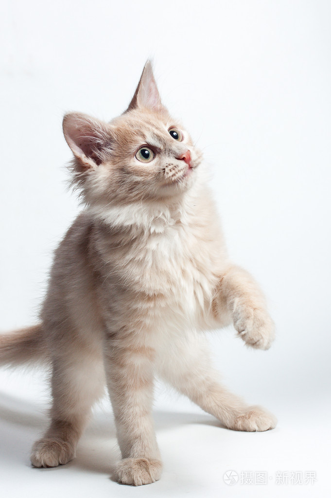 粉红色的小猫