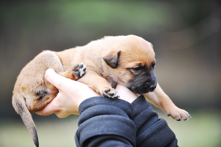 小狗比利时牧羊犬