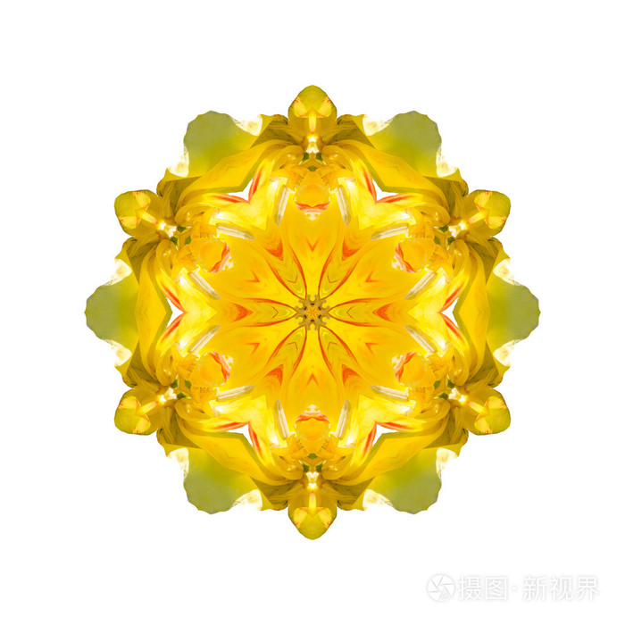 孤立在白色背景上的花曼陀罗