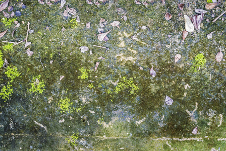 石头上的绿色肮脏的苔藓