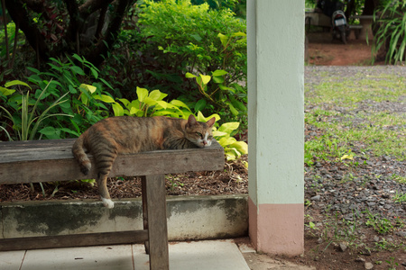 猫躺在木椅上