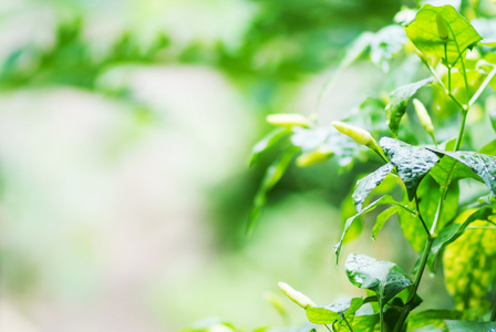 雨水落在一片绿叶