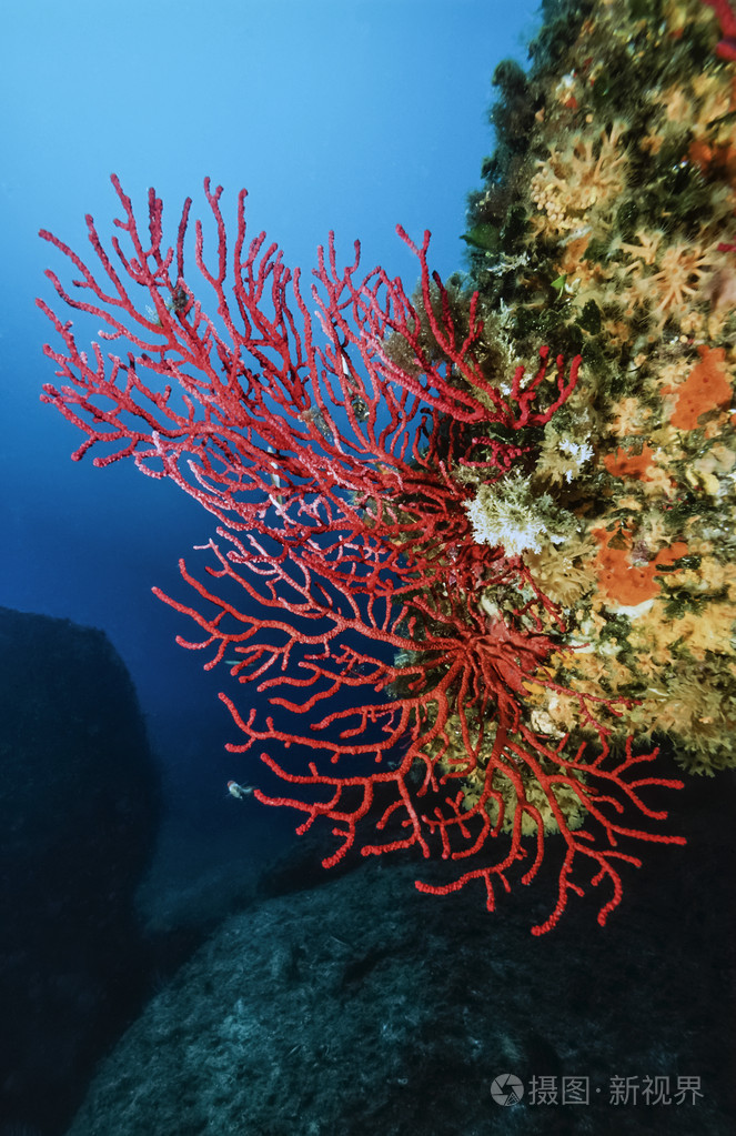 红色海洋生物柳珊瑚照片-正版商用图片1h8ie2-摄图新视界