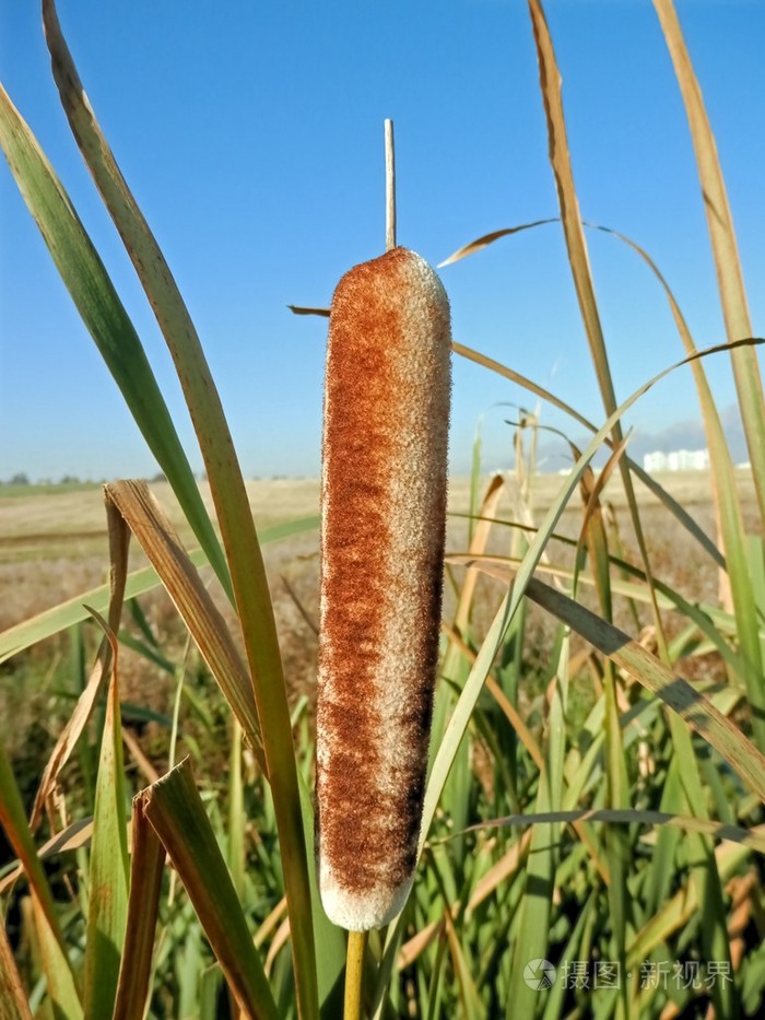 低生长植物地区的竹芦苇