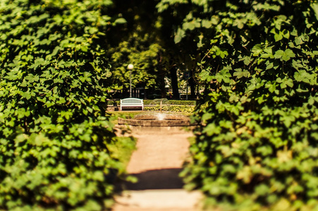在充分的绿叶，公园的长凳
