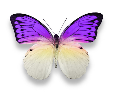 紫色和白色蝴蝶