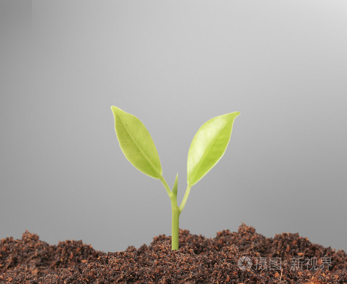 年轻植物新生命