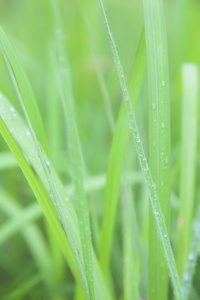 露水的草地上