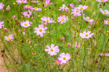 波斯菊花海