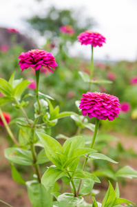 百日草线虫鲜花