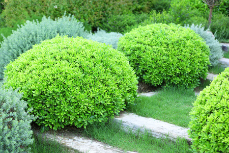 茂盛的灌木丛,在花园里照片