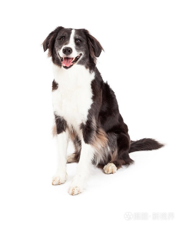 快乐的边境牧羊犬狗坐
