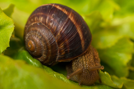 蜗牛，蜗牛吃和在生菜叶上爬