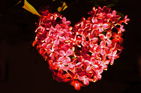 破碎的心花图片