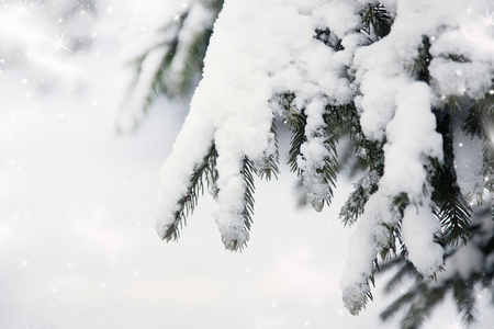 圣诞背景与雪杉木树