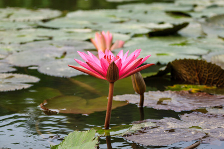 礼来浇花